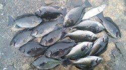 日高川河口へフカセ釣りに行ってきました！！