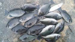 日高川河口へフカセ釣りに行ってきました！！…