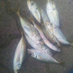 とっとパーク小島で小アジのサビキ釣り