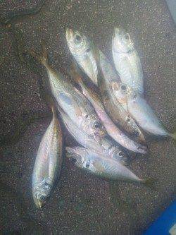 とっとパーク小島で小アジのサビキ釣り