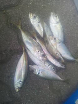 とっとパーク小島で小アジのサビキ釣り