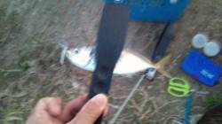 大阪南港でアジング　１投１匹で順調に釣れ続…