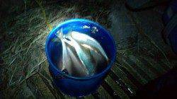 南港でのアジング釣果、2時間強で43尾