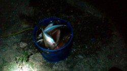 大阪南港でアジング　１投１匹で順調に釣れ続きました