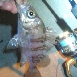 シーズン初のメバリング、楽しんできました♪