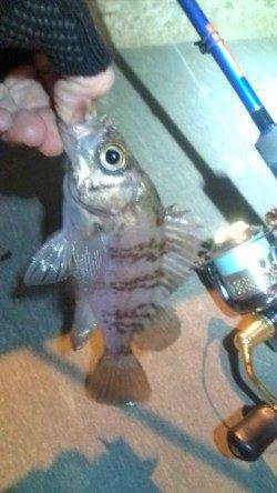 シーズン初のメバリング、楽しんできました♪