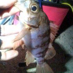 シーズン初のメバリング、楽しんできました♪