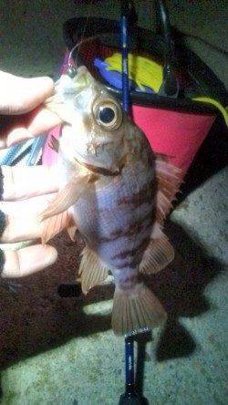 シーズン初のメバリング、楽しんできました♪