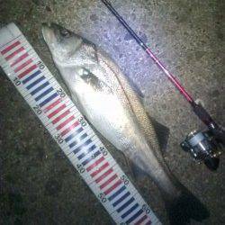 サラシの中73㎝の腹パンシーバスがヒット！！