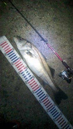 サラシの中73㎝の腹パンシーバスがヒット！！