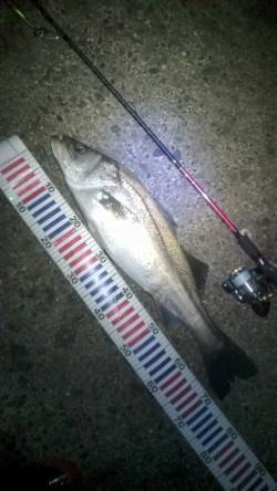 サラシの中73㎝の腹パンシーバスがヒット！…