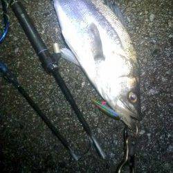 サラシの中73㎝の腹パンシーバスがヒット！！