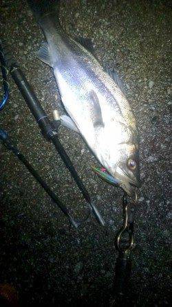 サラシの中73㎝の腹パンシーバスがヒット！！