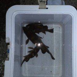 せんなん里海公園でメバリング　良型がフッキング！