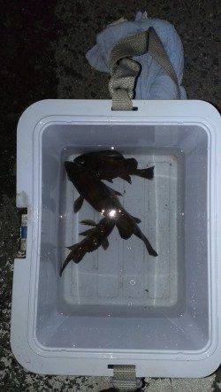 せんなん里海公園でメバリング　良型がフッキング！