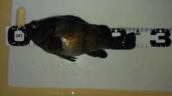 せんなん里海公園でメバリング　良型がフッキ…