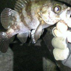 短時間勝負でメバリング、メバルとガシラの釣果