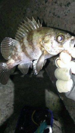 短時間勝負でメバリング、メバルとガシラの釣果