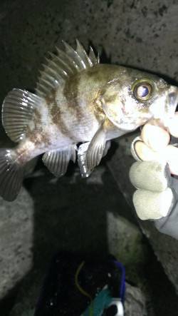 短時間勝負でメバリング、メバルとガシラの釣…