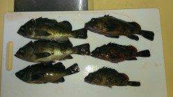 短時間勝負でメバリング、メバルとガシラの釣果