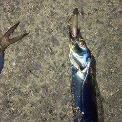 狙い通りの一匹に満足！　芦屋浜のタチウオ