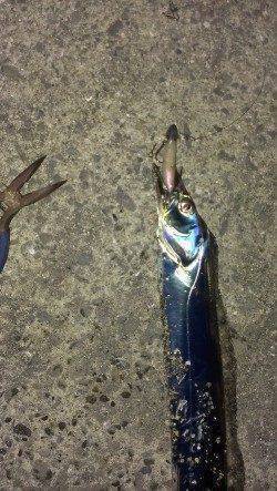 狙い通りの一匹に満足！　芦屋浜のタチウオ