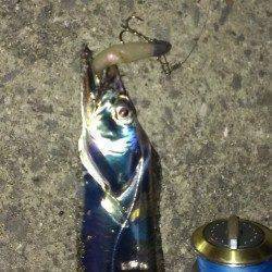 狙い通りの一匹に満足！　芦屋浜のタチウオ