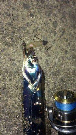 狙い通りの一匹に満足！　芦屋浜のタチウオ