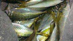 尼崎のサビキ釣り　マアジが釣れています