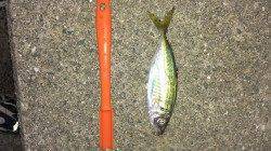 尼崎のサビキ釣り　マアジが釣れています