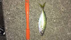 尼崎のサビキ釣り　マアジが釣れています