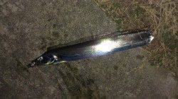 タチウオワインド【小さなアタリを逃さず掛けた！】