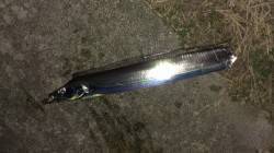 タチウオワインド【小さなアタリを逃さず掛け…