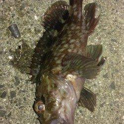 魚の切り身を餌に探り釣りでガシラ・アナゴ