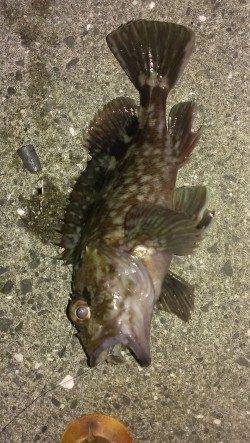 魚の切り身を餌に探り釣りでガシラ・アナゴ