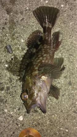 魚の切り身を餌に探り釣りでガシラ・アナゴ