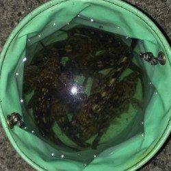 魚の切り身を餌に探り釣りでガシラ・アナゴ