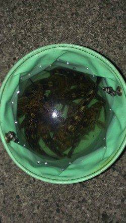 魚の切り身を餌に探り釣りでガシラ・アナゴ