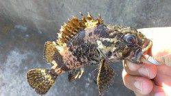 日中のメバリングでタケノコメバル！