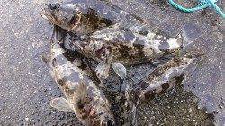 日中のメバリングでタケノコメバル！