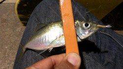 常夜灯周りのシャローエリアで食わせの釣り、須磨でアジング