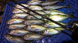 常夜灯周りのシャローエリアで食わせの釣り、須磨でアジング