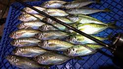 常夜灯周りのシャローエリアで食わせの釣り、…