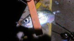 須磨エリアでのアジング釣果