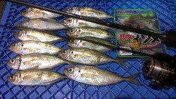 須磨エリアでのアジング釣果