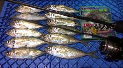 須磨エリアでのアジング釣果