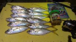 須磨　残業後のアジング釣行　22時〜1時間…