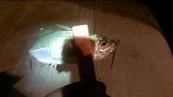 デットスローリトリーブで小気味いいアジの引…