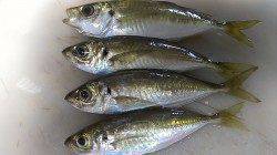 デットスローリトリーブで小気味いいアジの引き