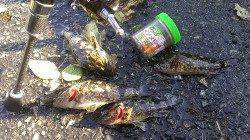 兵庫突堤、メバリングでの釣果